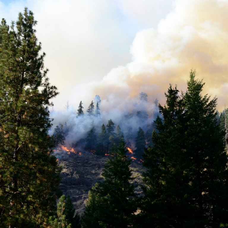 Forest fire